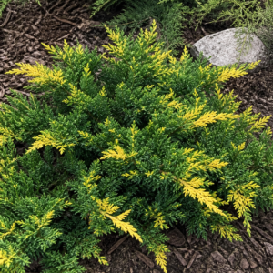 Juniperus chinensis ‘Expansa Aureospicata’ kadakas rohelise okastiku ja kollaste võrsetippudega.