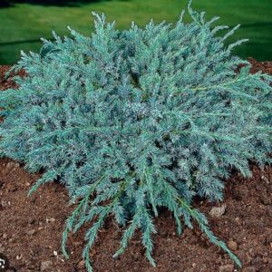 Juniperus horizontalis ‘Blue Carpet’ roomav kadakas sinakashalli tiheda okastikuga pinnakattetaim.