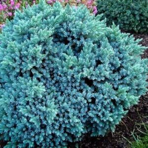 Juniperus squamata ‘Blue Star’ kirju kadakas sinakashalli tiheda okastikuga kompaktne põõsas.