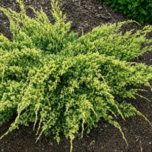 Juniperus ‘Dream Joy’ kirju kadakas kollakasrohelise okastikuga madal laiuv põõsas.
