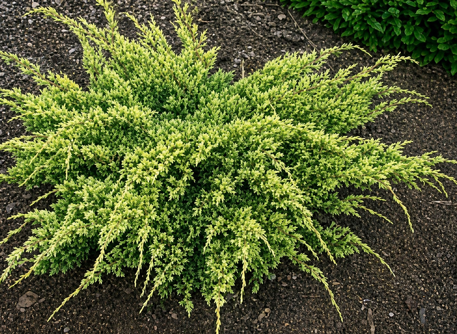 Juniperus ‘Dream Joy’ kirju kadakas kollakasrohelise okastikuga madal laiuv põõsas.