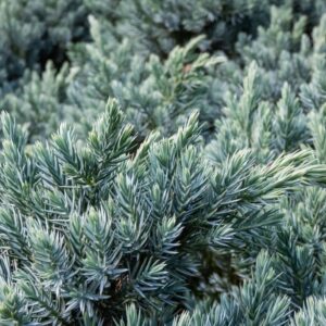 Juniperus ‘Starfish’ kirju kadakas sinakasrohelise okastiku ja heledamate võrsetippudega.