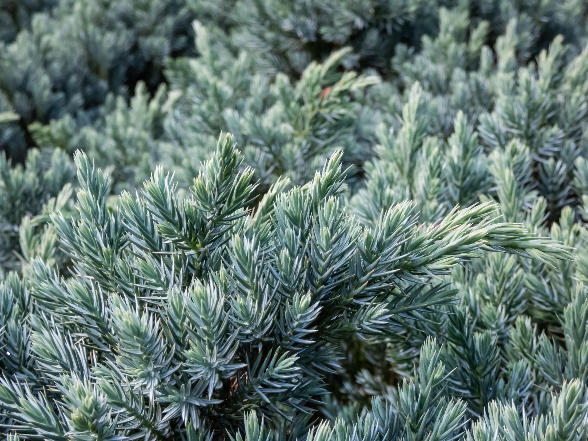 Juniperus ‘Starfish’ kirju kadakas sinakasrohelise okastiku ja heledamate võrsetippudega.