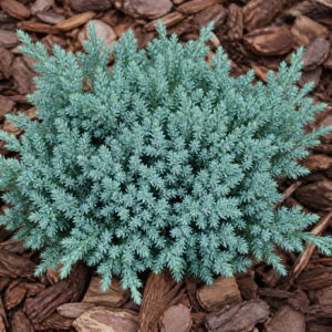 Juniperus ‘Tropical Blue’ kirju kadakas sinakashalli tiheda okastikuga kompaktne põõsas.