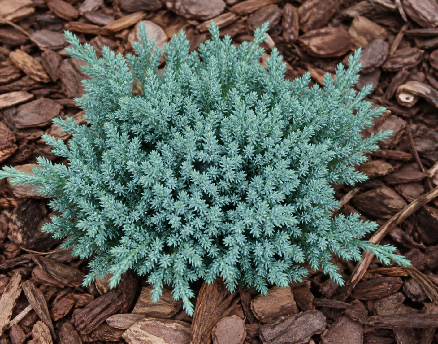 Juniperus ‘Tropical Blue’ kirju kadakas sinakashalli tiheda okastikuga kompaktne põõsas.