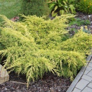 Juniperus × pfitzeriana ‘Old Gold’ madal laiuv kadakas kuldkollase okastikuga.