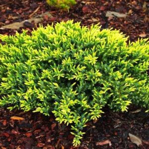 Juniperus conferta ‘Sunflower’ ranniku kadakas kollakasrohelise okastikuga madal laiuv põõsas.