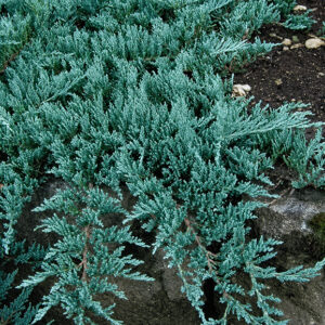 Juniperus horizontalis ‘Glacier’ roomav kadakas sinakashalli okastikuga pinnakattetaim.
