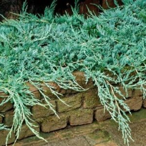 Juniperus horizontalis ‘Wiltonii’ roomav kadakas sinakasrohelise okastikuga kivimüüri üle rippumas.