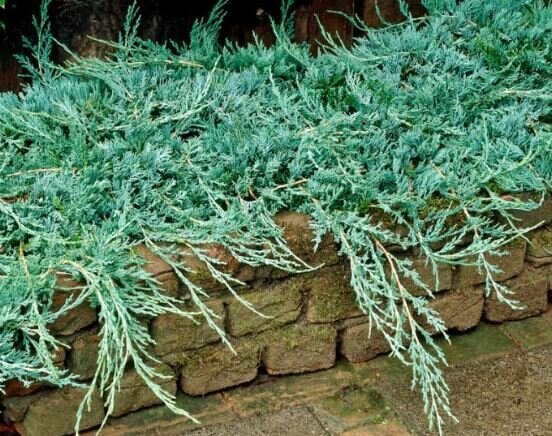 Juniperus horizontalis ‘Wiltonii’ roomav kadakas sinakasrohelise okastikuga kivimüüri üle rippumas.