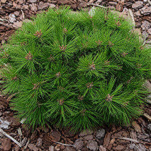 Pinus ‘Watnong’ kalmumänd tiheda