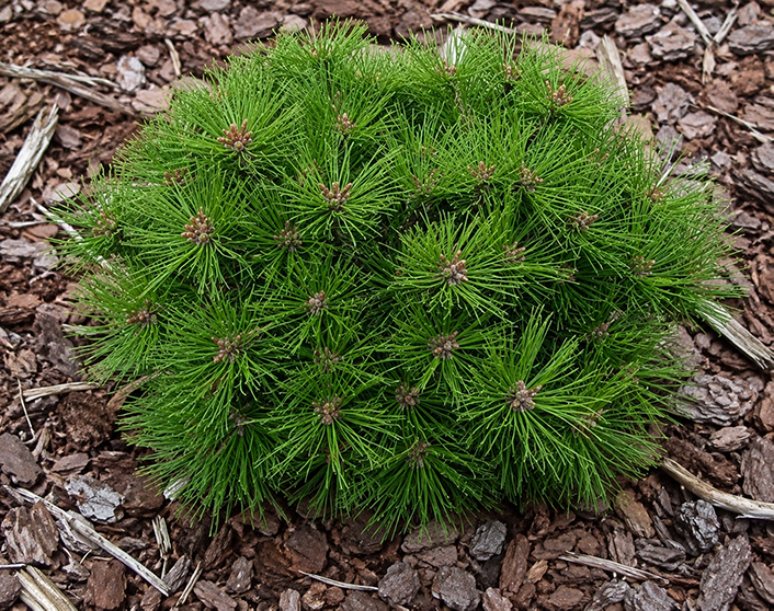 Pinus ‘Watnong’ kalmumänd tiheda