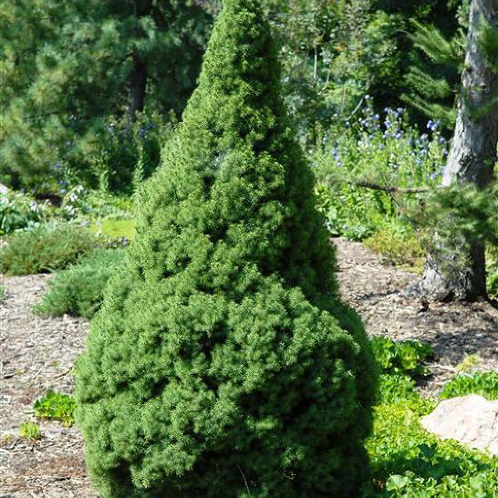 Picea glauca ‘Pyramidalis Compacta’ Kanada kuusk kitsa püramiidja kasvukujuga ja tiheda rohelise okastikuga okaspuu.