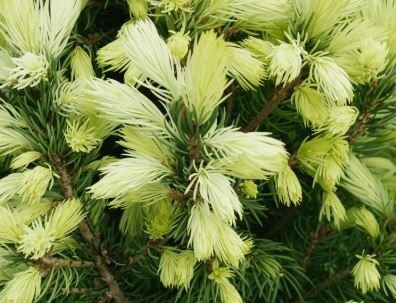 Picea glauca ‘Sun on the Sky’ Kanada kuuse helekollased pehmed noored okkad lähivaates.