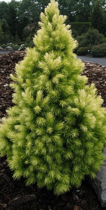 Picea glauca ‘Sun on the Sky’ Kanada kuusk erkkollaste noorte võrsetega koonilise kujuga.