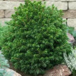 Picea glauca ‘Tompa’ (Kanada kuusk) tihe ja ümar kääbusvorm aias kivide vahel.