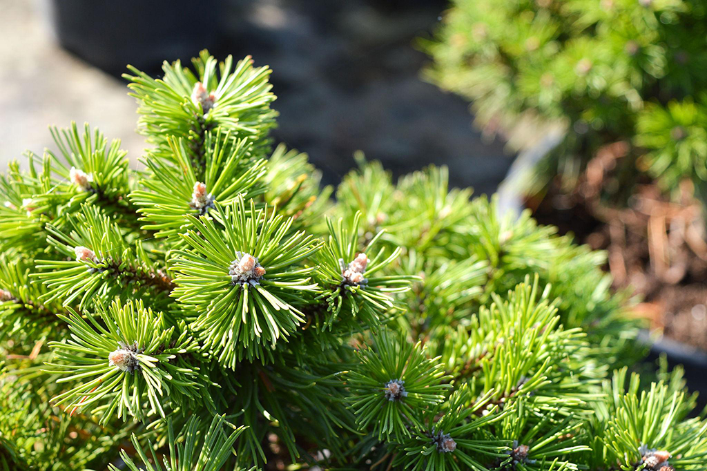 Pinus mugo ‘Kalhoty’ konksmänd tiheda kasvukujuga ja roheliste okastega kompaktne põõsas.