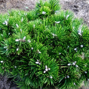 Pinus mugo ‘Titus’ konksmänd tiheda ümarapoolse kasvukujuga ja roheliste okastega kompaktne põõsas.