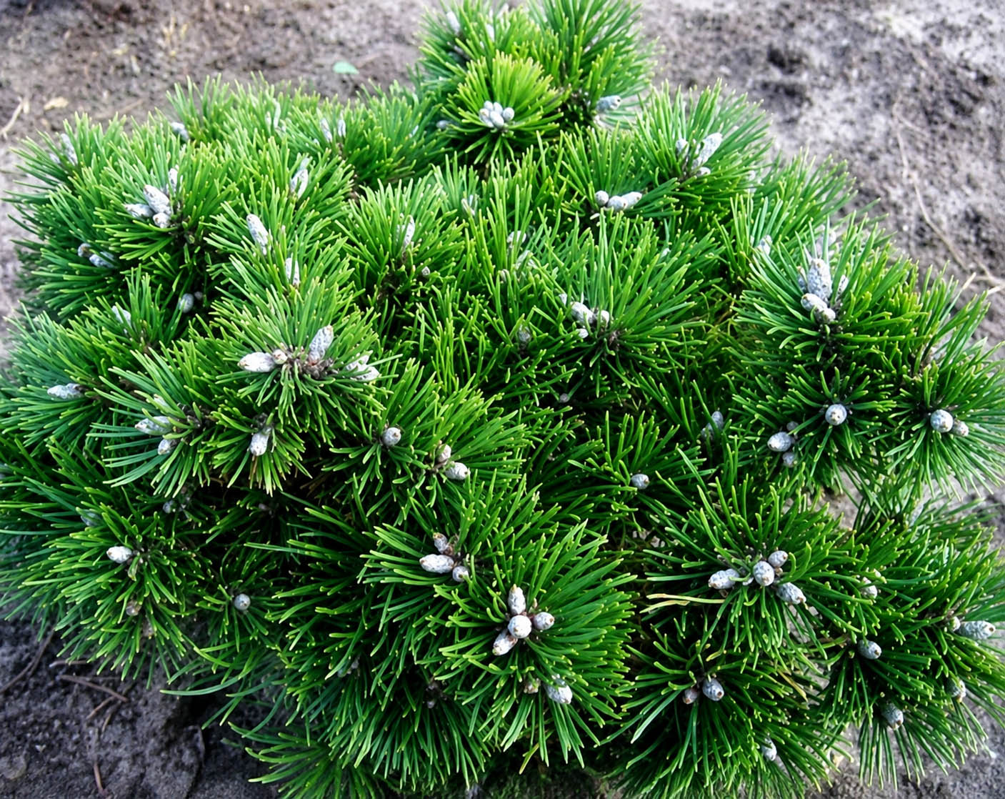Pinus mugo ‘Titus’ konksmänd tiheda ümarapoolse kasvukujuga ja roheliste okastega kompaktne põõsas.