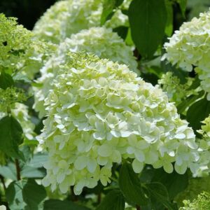 Hydrangea paniculata ‘Lemon Light’ hortensia heleroheliste ja kollakate õisikutega.