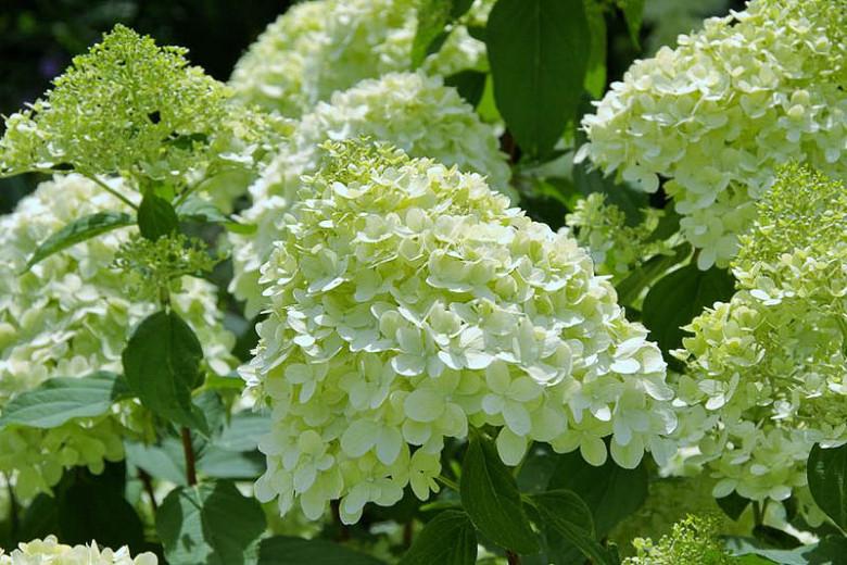Hydrangea paniculata ‘Lemon Light’ hortensia heleroheliste ja kollakate õisikutega.