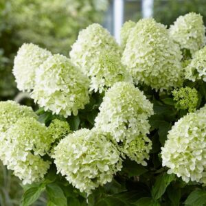Hydrangea paniculata ‘Little Spooky’ kompaktne hortensia valgete õisikutega.