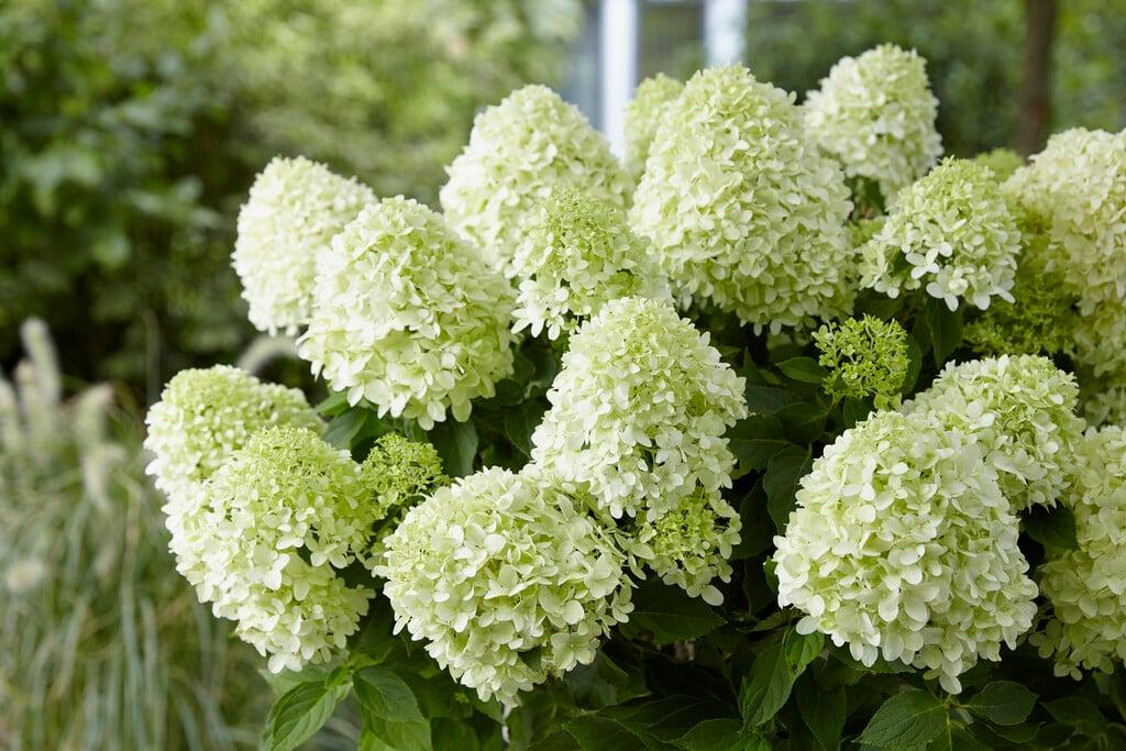 Hydrangea paniculata ‘Little Spooky’ kompaktne hortensia valgete õisikutega.