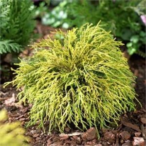 Chamaecyparis pisifera ‘Golden Mop’ mägi-ebaküpress pehmete rippuvate kuldkollaste okstega madal põõsas.