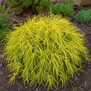 Chamaecyparis pisifera ‘Sungold’ mägi-ebaküpress kuldkollaste rippuvate niitjate okstega.