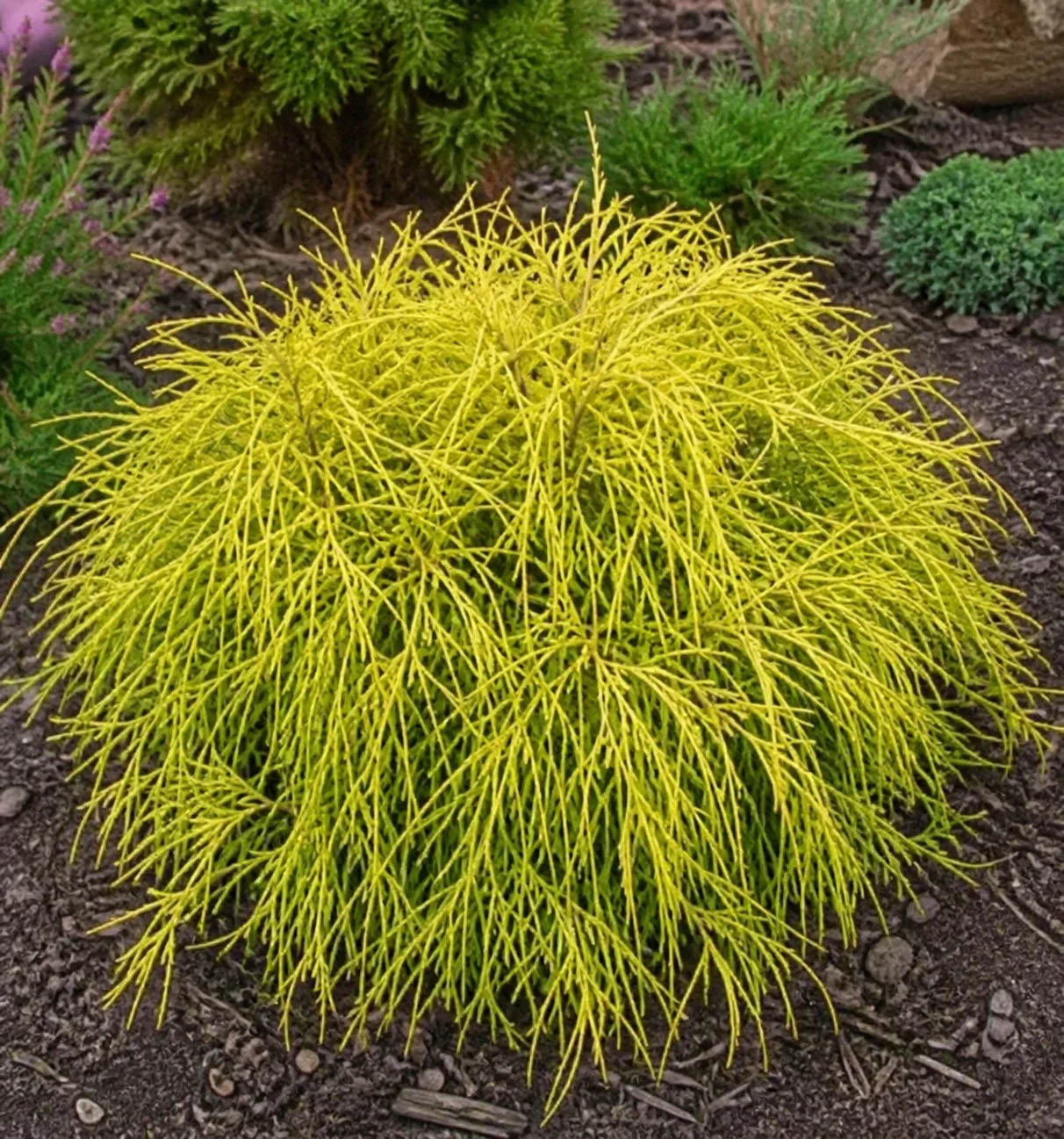 Chamaecyparis pisifera ‘Sungold’ mägi-ebaküpress kuldkollaste rippuvate niitjate okstega.