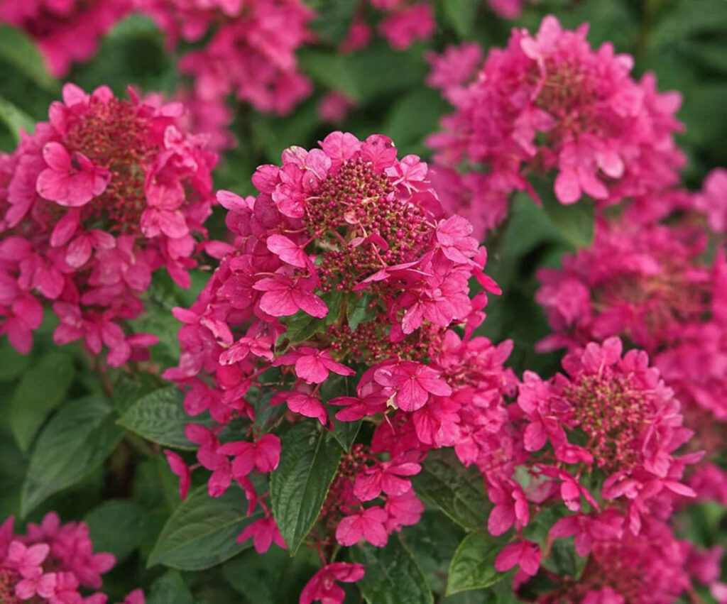 Hydrangea paniculata ‘Magical Fire’ hortensia erksate roosakaspunaste õisikutega lähivaates.