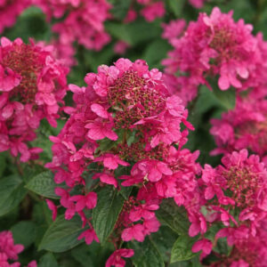 Hydrangea paniculata ‘Magical Fire’ hortensia erksate roosakaspunaste õisikutega lähivaates.