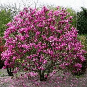 Magnolia ‘Susan’ tumeroosade kuni lillakate õitega magnoolia kevadises aias.
