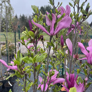 Magnolia ‘Susan’ tumeroosade kuni lillakate õitega magnoolia kevadises aias.
