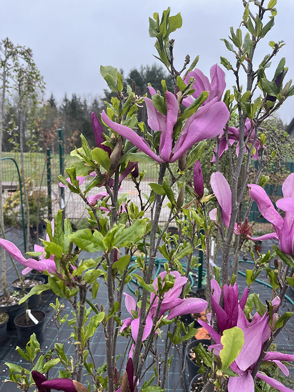 Magnolia ‘Susan’ tumeroosade kuni lillakate õitega magnoolia kevadises aias.