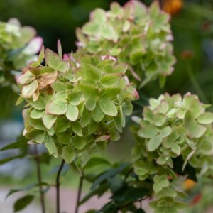 Hydrangea paniculata ‘Metallica’ hortensia täiskasvanud põõsana roheliste ja roosaka servaga õitega.