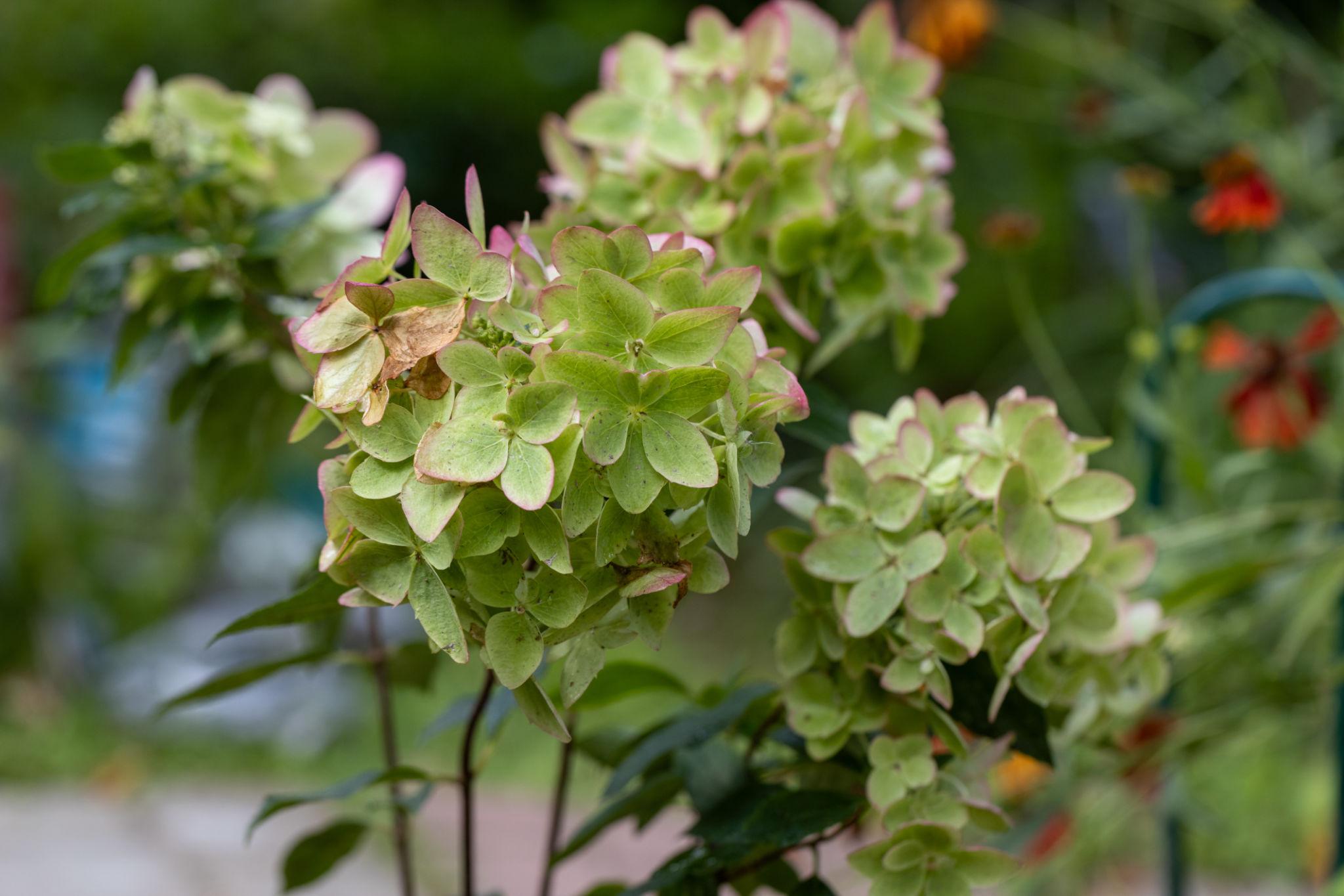 Hydrangea paniculata ‘Metallica’ hortensia täiskasvanud põõsana roheliste ja roosaka servaga õitega.