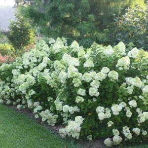 Hydrangea paniculata ‘Mojito’ hortensia erkroheliste õisikutega aias.