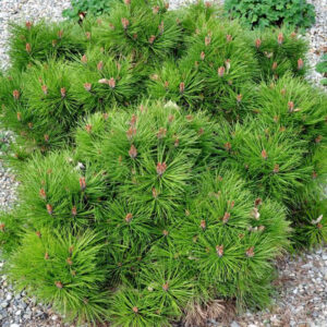 Pinus nigra ‘Bambino’ must mänd tiheda ümarapoolse kasvukujuga ja roheliste okastega kompaktne põõsas.