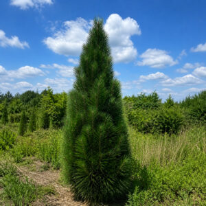 Pinus nigra ‘Green Tower’ must mänd kitsas ja püstine sammasjas okaspuu.