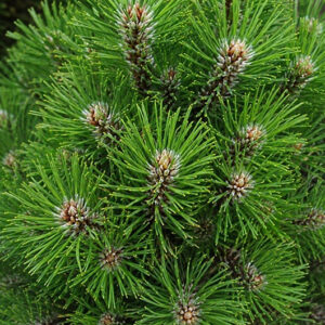 Pinus nigra ‘Nana’ must mänd tiheda kasvukujuga ja roheliste okastega kompaktne põõsas.