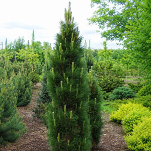 Pinus nigra ‘Zimmer’ must mänd kitsa püstise kasvukujuga ja tumeroheliste okastega okaspuu.