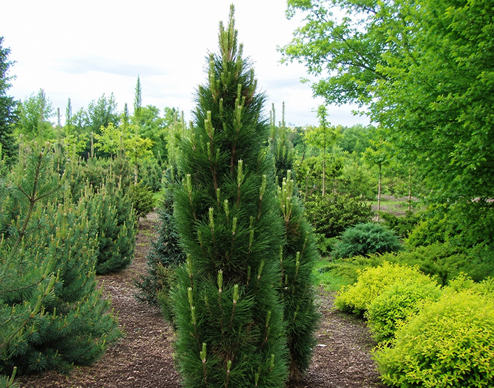 Pinus nigra ‘Zimmer’ must mänd kitsa püstise kasvukujuga ja tumeroheliste okastega okaspuu.