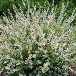 Salix integra ‘Hakuro Nishiki’ kirju rohelise, valge ja roosaka lehestikuga dekoratiivne paju.