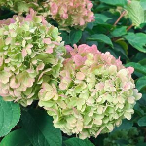 Hydrangea paniculata ‘Pastelgreen’ hortensia roheliste ja roosakate pastelsete õitega