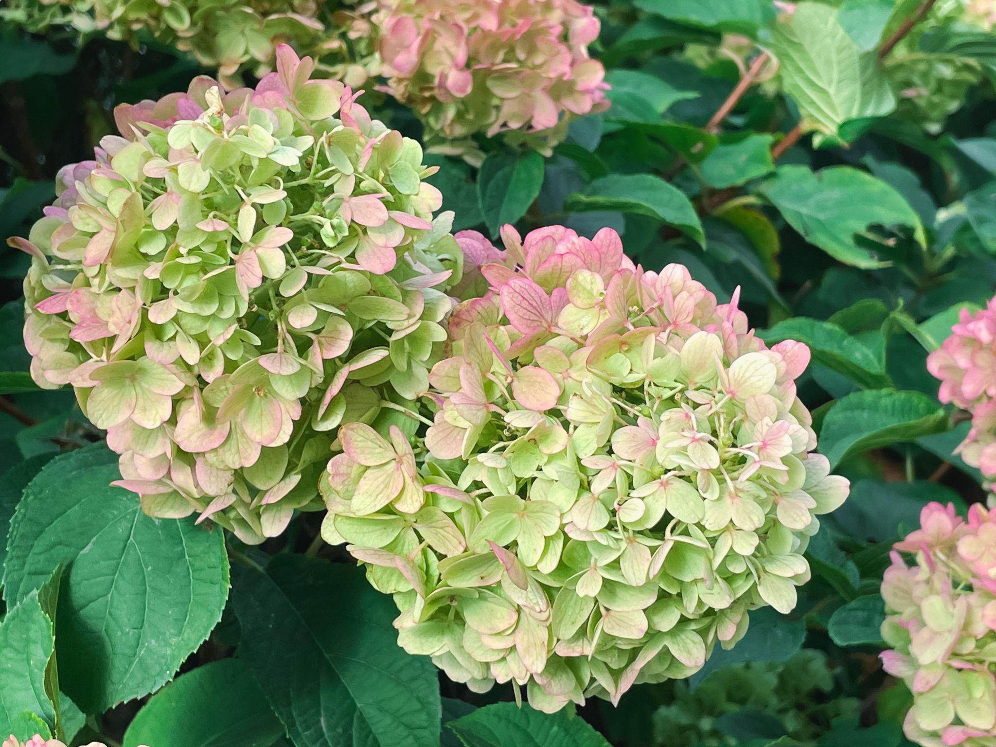 Hydrangea paniculata ‘Pastelgreen’ hortensia roheliste ja roosakate pastelsete õitega