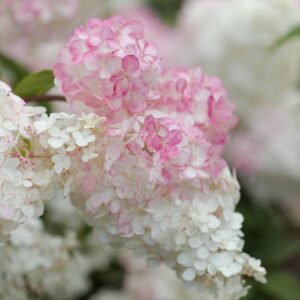 Hydrangea paniculata ‘Pink Light’ hortensia õrnade roosade ja kreemikate õisikutega.