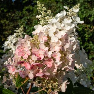 Hydrangea paniculata ‘Pinky Winky’ hortensia valge-roosa kahetooniliste õisikutega.