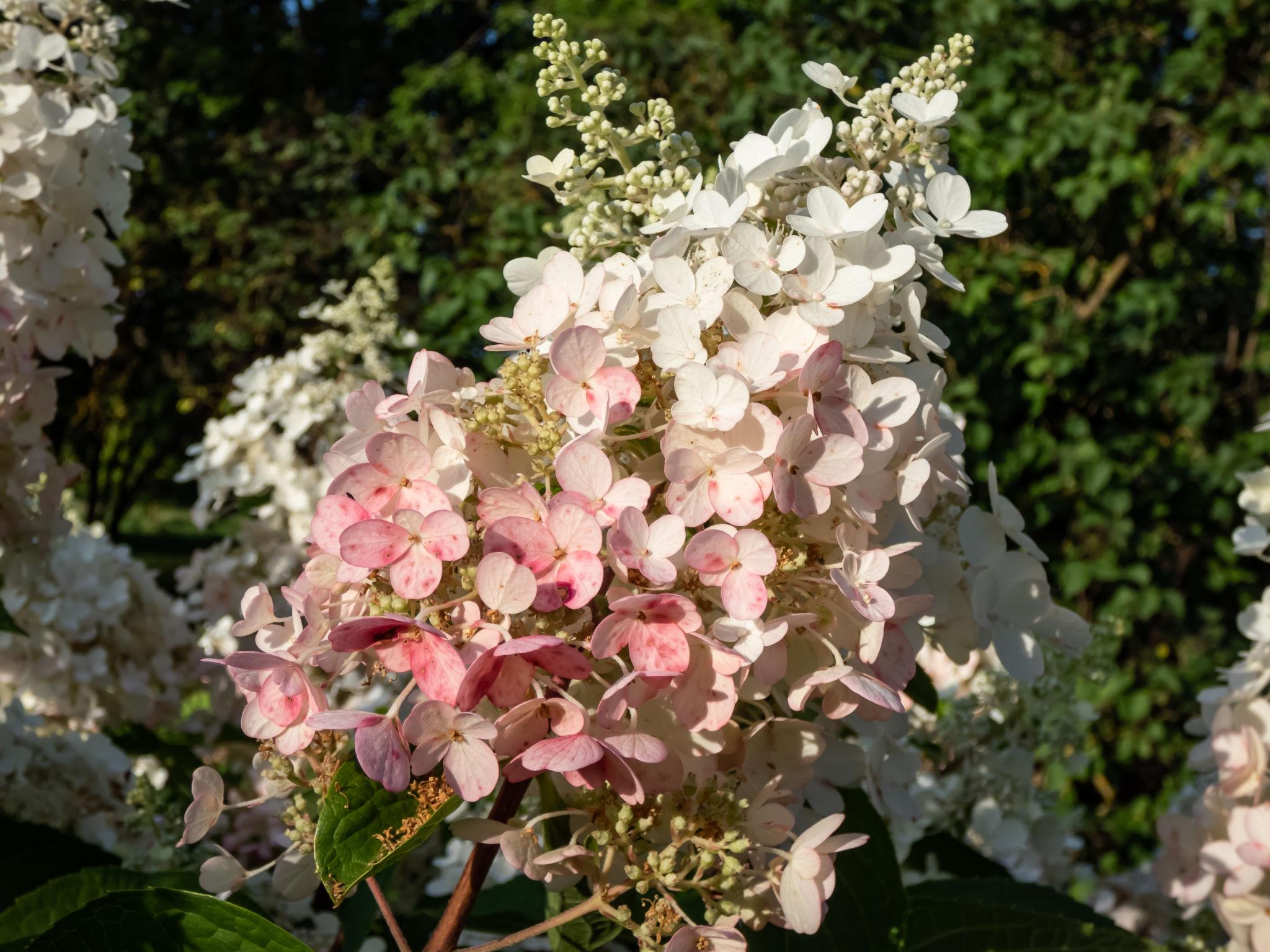 Hydrangea paniculata ‘Pinky Winky’ hortensia valge-roosa kahetooniliste õisikutega.
