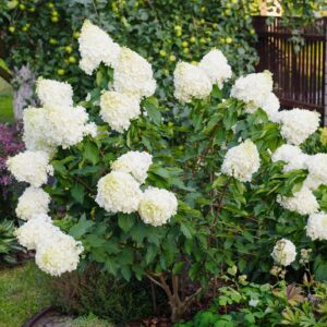 Hydrangea paniculata ‘Polar Bear’ hortensia suurte puhasvalgete õisikutega.
